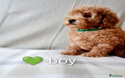 Toy Poodle dogs for sale: Tiny Toy Poodle - Image 11