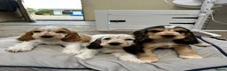Cocker Spaniel dogs for sale: Beautiful show cocker spaniel puppies - Advert 3