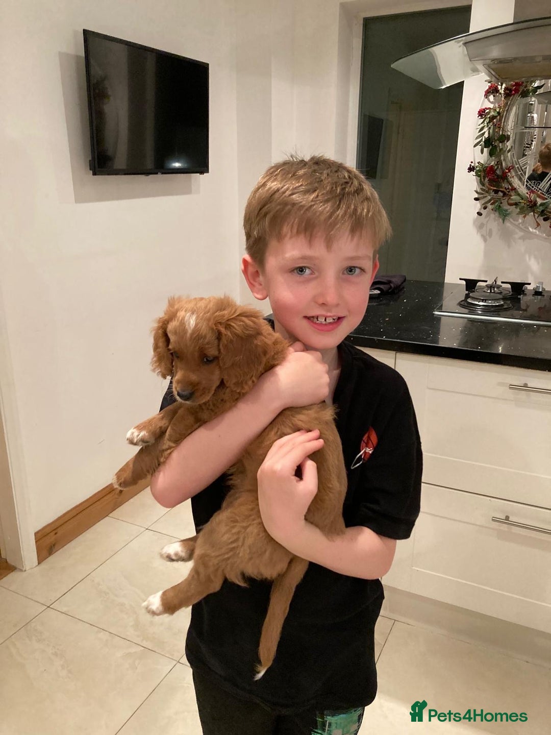 Mixed Breed dogs for sale: 12 week old Cavapoochon absolutely beautiful  - Advert 7