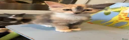 Mixed Breed cats for sale: Little kittens 10 weeks old - Advert 8