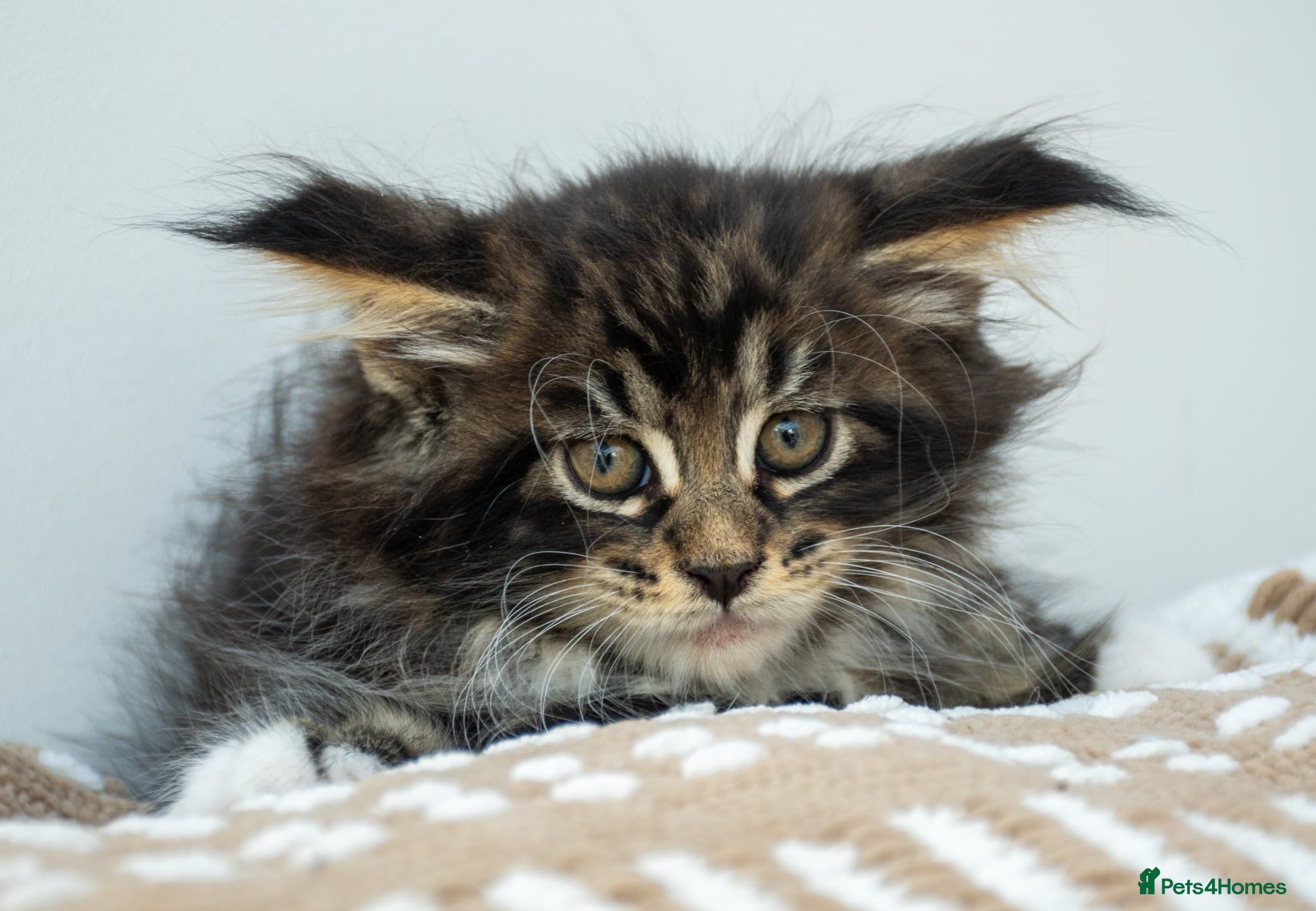 Maine Coon cats Stunning Maine Coon Kittens – Ready Now - Advert 1