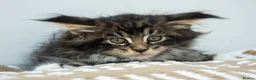 Maine Coon cats for sale: Stunning Maine Coon Kittens – Ready Now - Advert 1