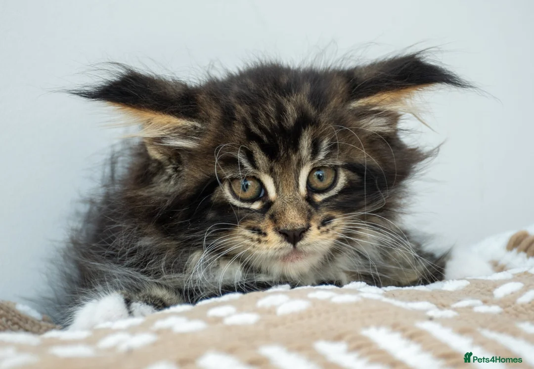 Maine Coon cats for sale: Stunning Maine Coon Kittens – Ready Now - Advert 1
