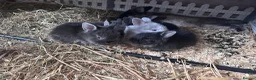 Lionhead rabbits for sale: Beautiful double mane Lionhead bunnies 🐰😍 - Advert 3