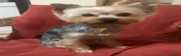 Yorkshire Terrier dogs for sale: Yorkshire Terrier Male Puppy Looking for his - Advert 3