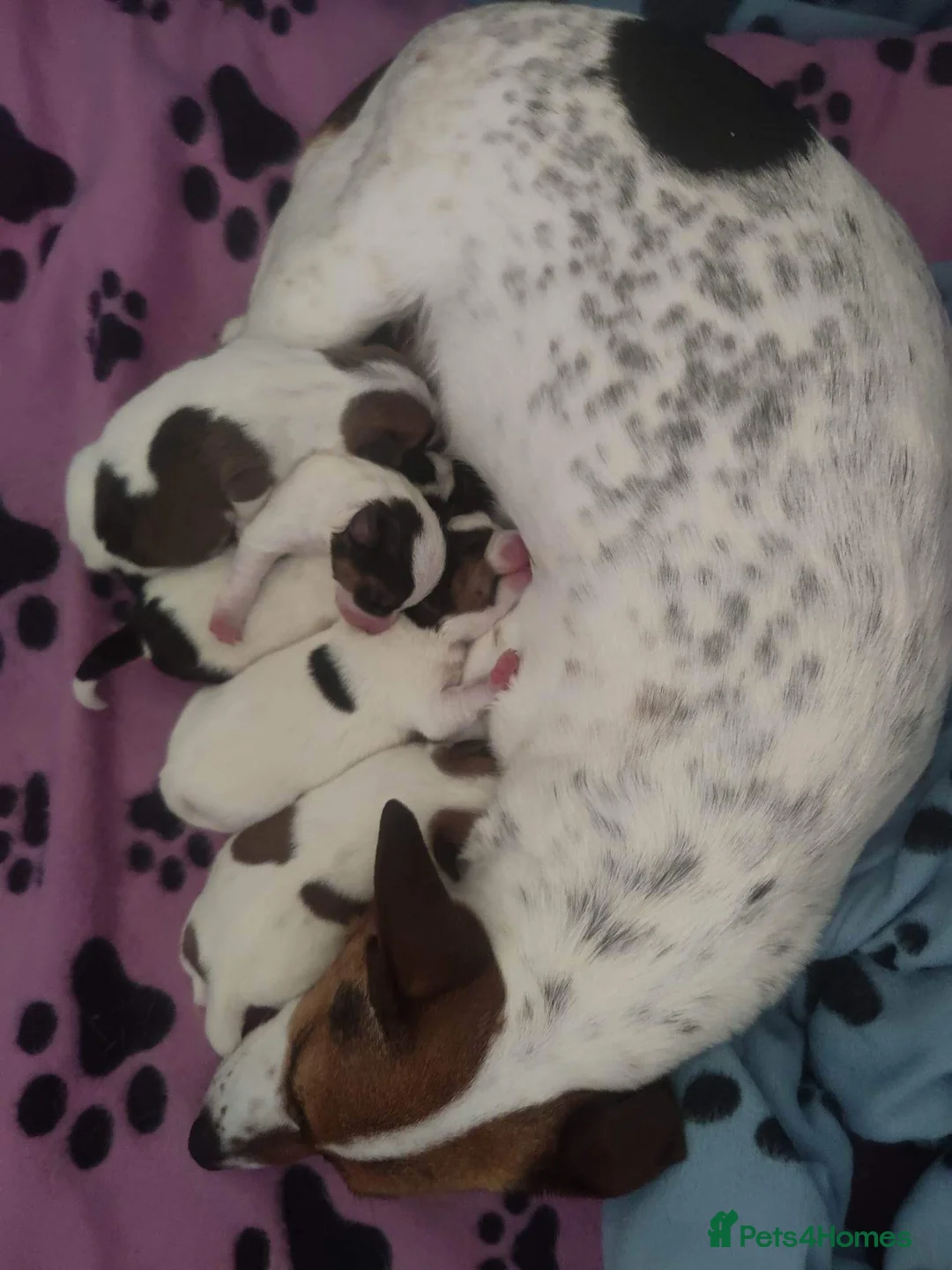 Jack Russell dogs for stud: Handsome Tan miniature Jack Russell for stud in Hemel Hempstead - Advert 7