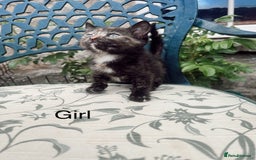 Mixed Breed cats for sale: *READY NOW* 3 beautiful kittens  - Image 4