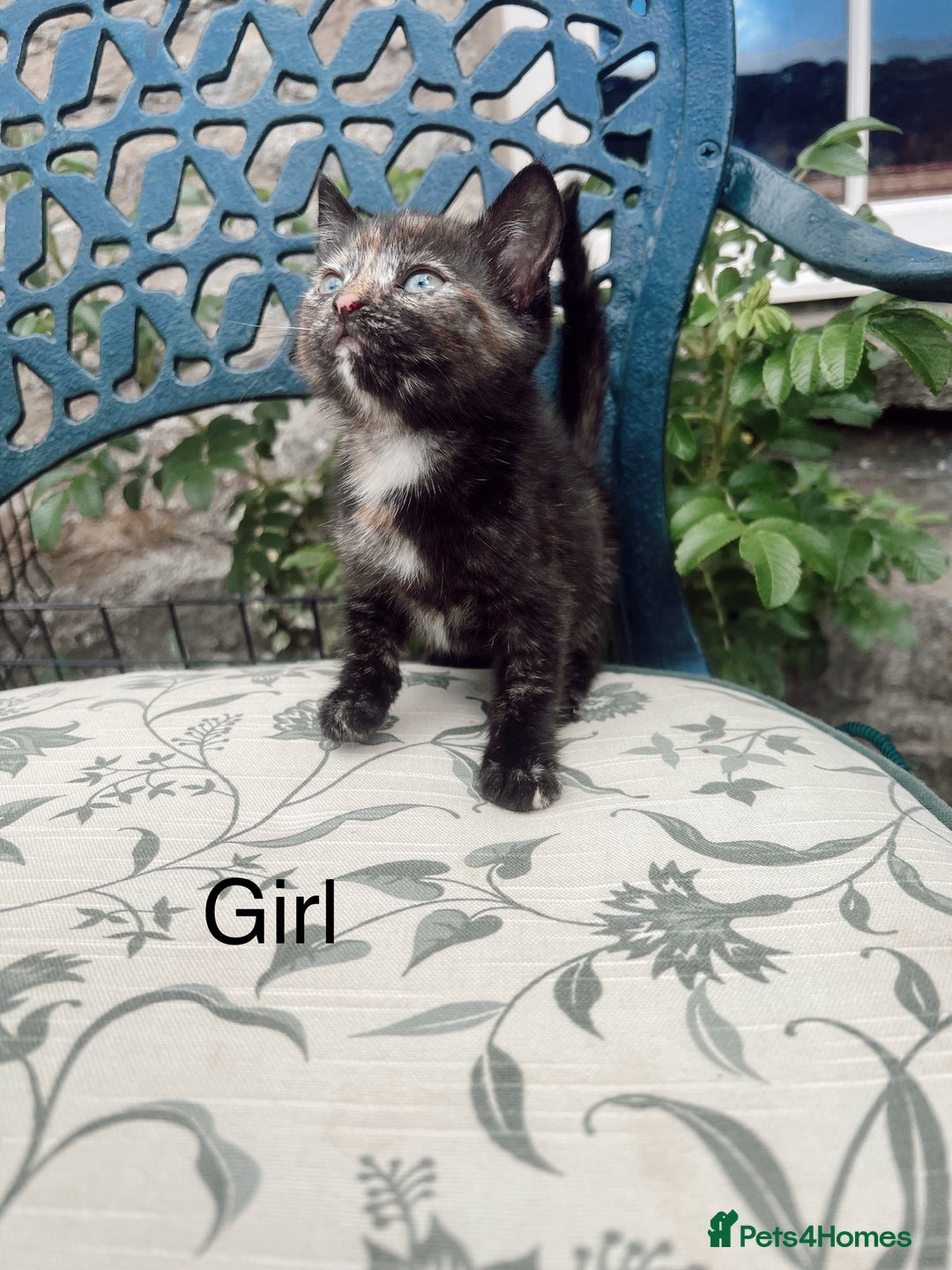Mixed Breed cats for sale: *READY NOW* 3 beautiful kittens  - Image 4