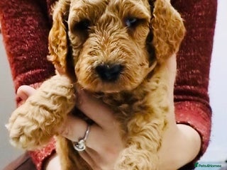 Mixed Breed dogs Irish doodle x Poodle Pointer puppies. Stunning!!! - Advert 2