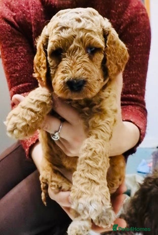 Mixed Breed dogs Irish doodle x Poodle Pointer puppies. Stunning!!! - Advert 2