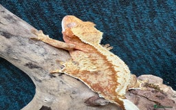 Gecko reptiles for sale: Various Crested Geckos for Sale - Image 6