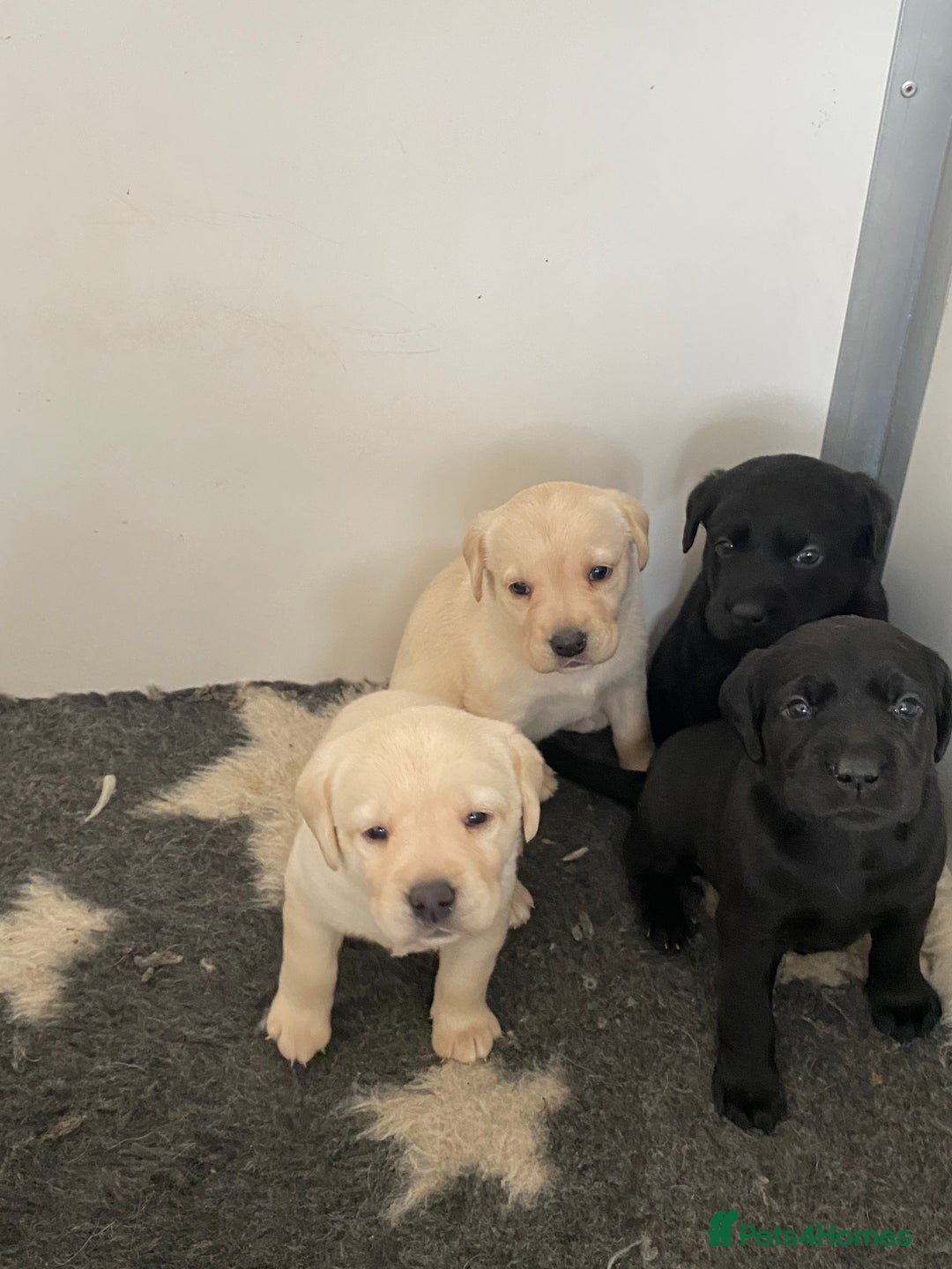 Labrador Retriever dogs for sale: Yellow and Black Labrador puppies  - Image 6