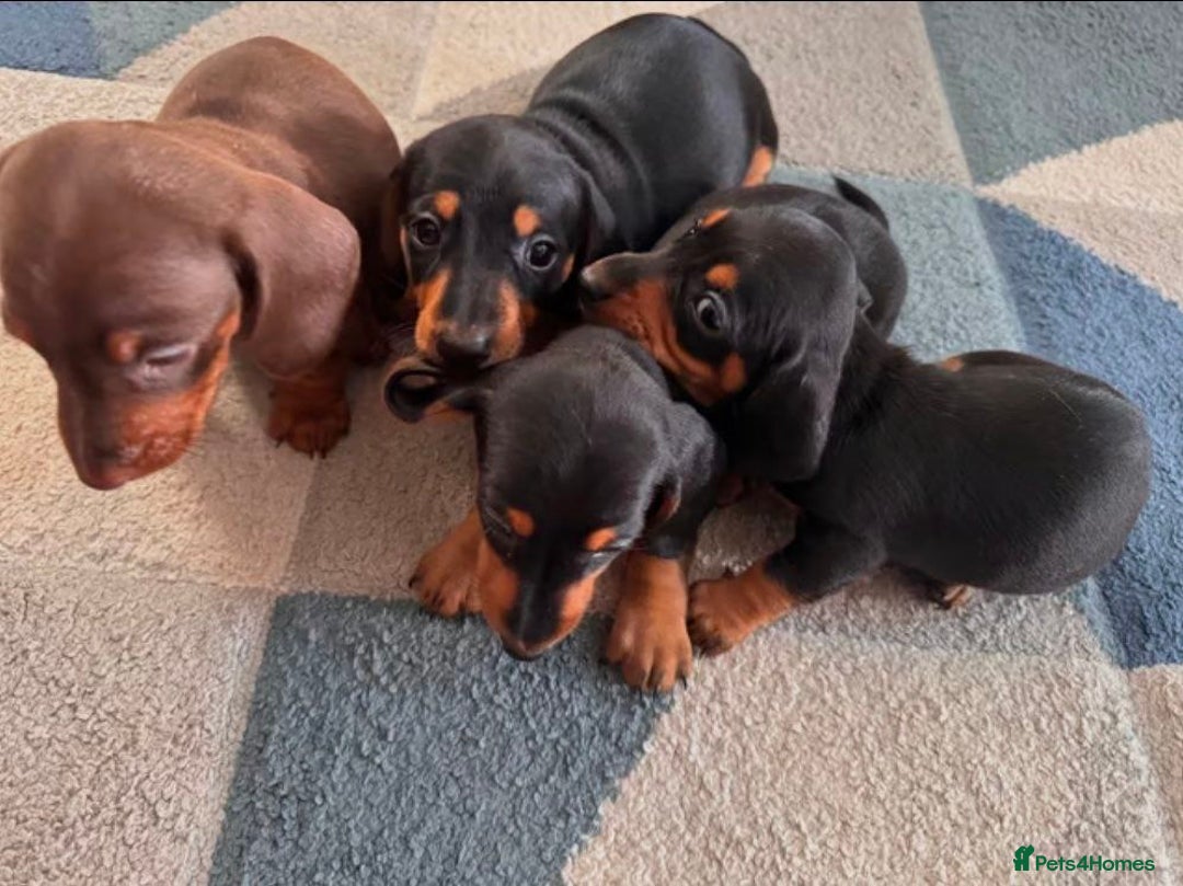 Miniature Dachshund dogs for sale: ADORABLE MINIATURE DACHSHUND PUPPIES FOR SALE - Image 2