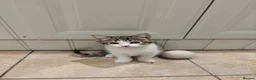 Mixed Breed cats for sale: 4 kittens ready for a new home - Advert 6