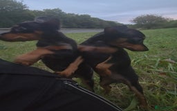 Miniature Pinscher dogs for sale: Miniture Pinscher/Prague Ratter  - Image 5
