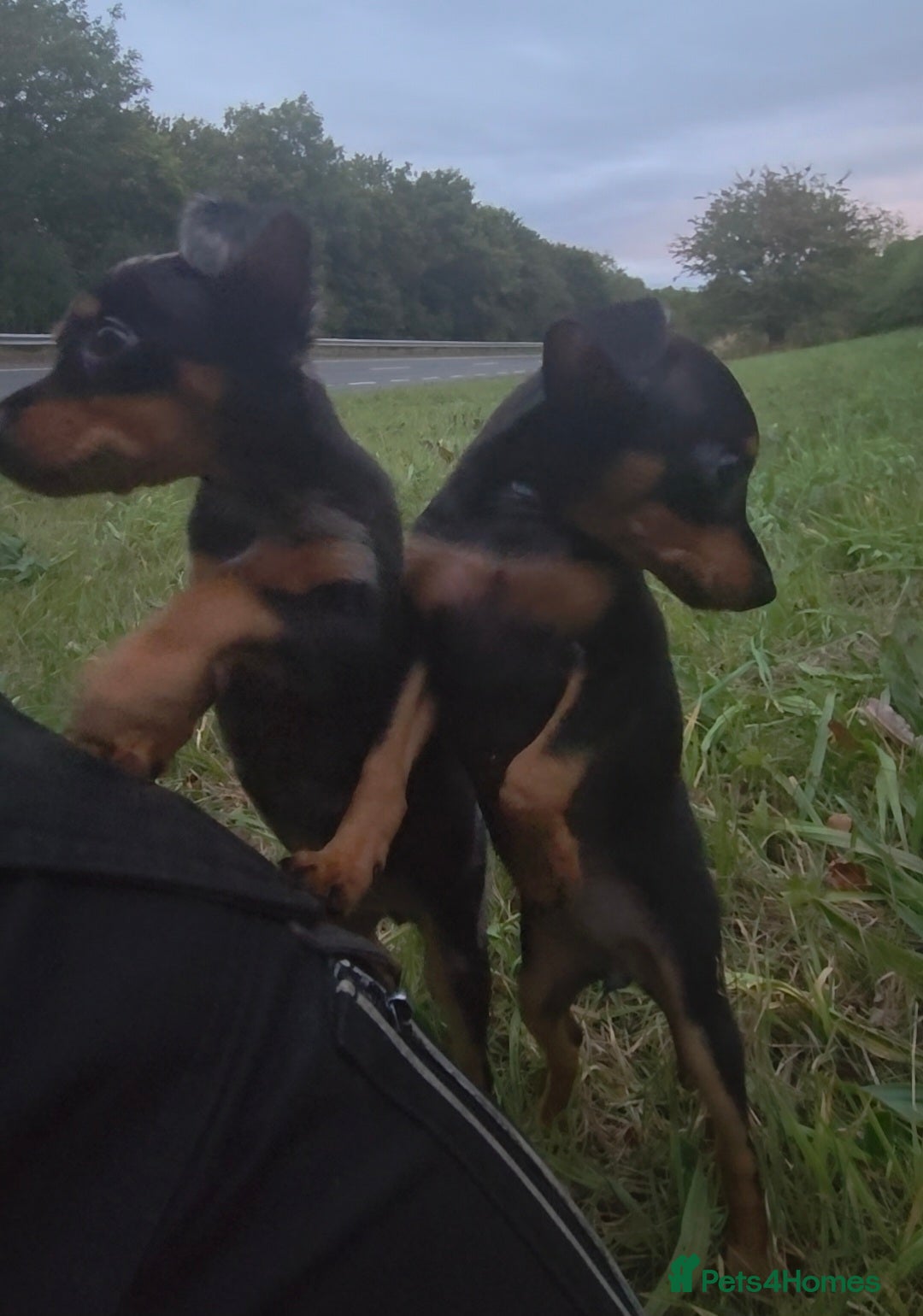 Miniature Pinscher dogs for sale: Miniture Pinscher/Prague Ratter  - Image 5