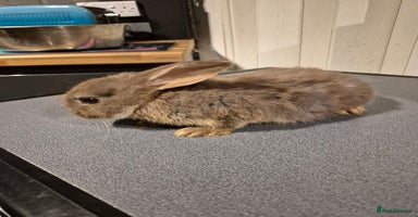 Mixed Breed rabbits - Advert 10