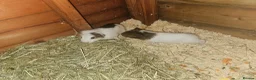 Guinea Pig rodents for sale: 2 boar babies in Lincoln - Advert 3