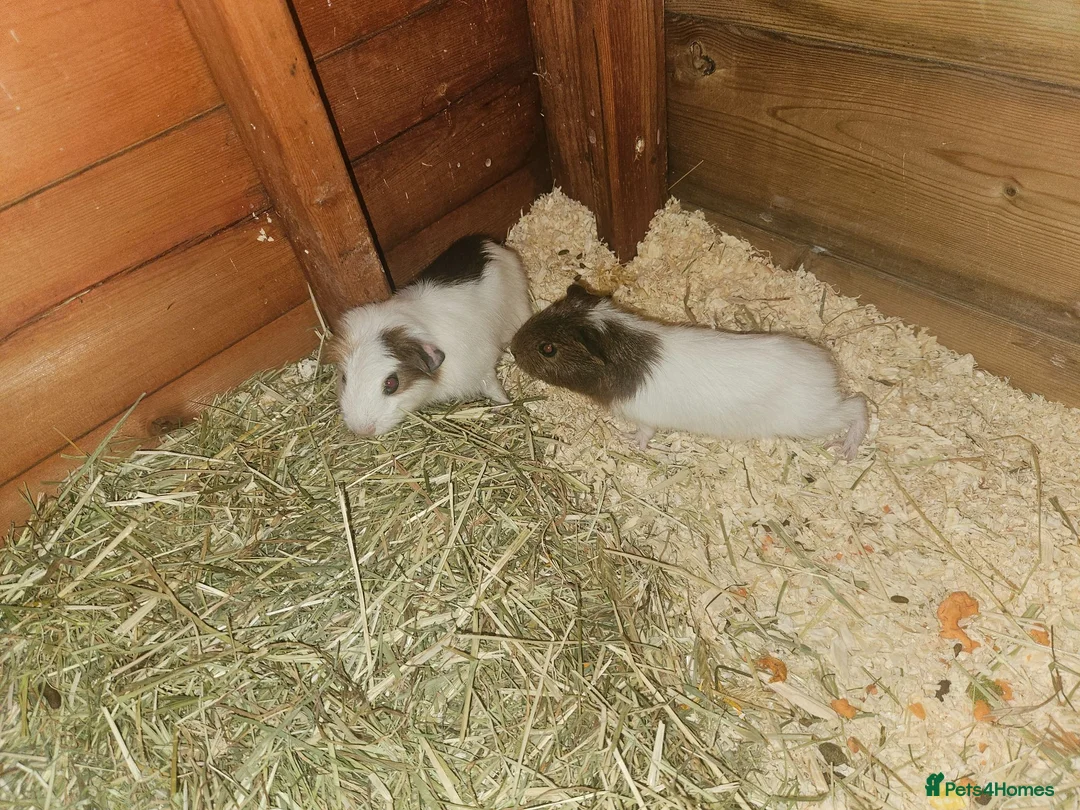 Guinea Pig rodents for sale: 2 boar babies in Lincoln - Advert 3