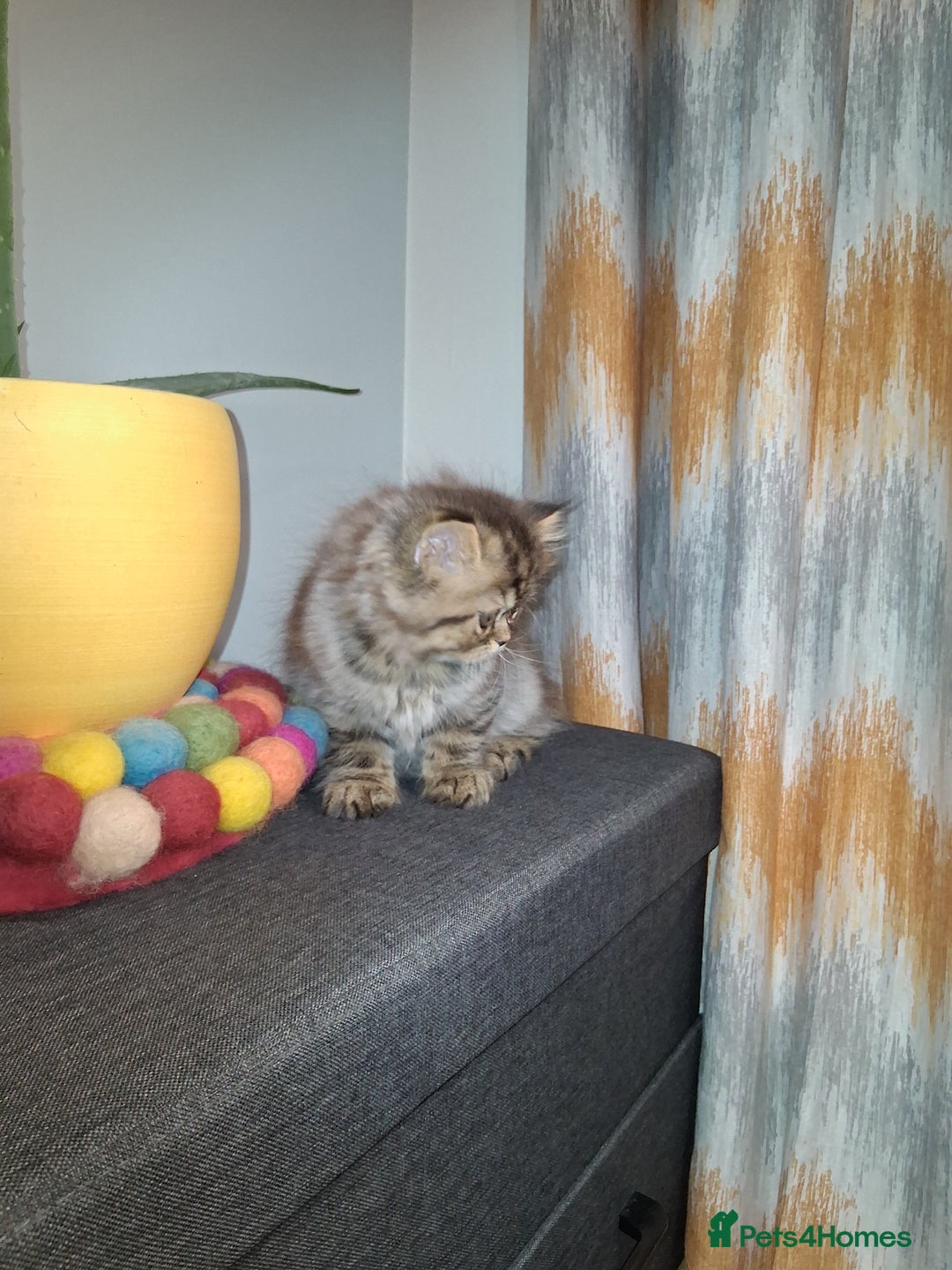 Persian cats for sale: Adorable pure Persian  - Image 12