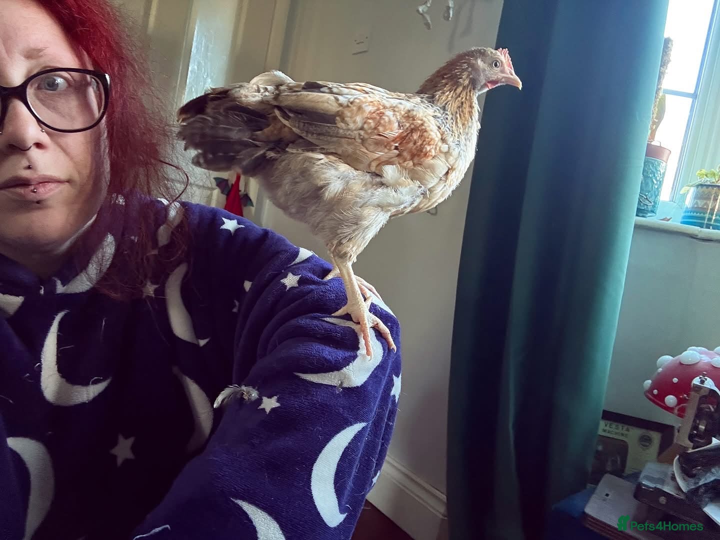 Chickens poultry Cream Legbar and Legbar x cockerels  - Advert 1