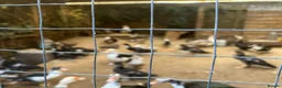 Ducks poultry for sale: Muscovy’s various ages - Advert 1