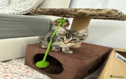 Mixed Breed cats for sale: Kitten for sale - Image 2