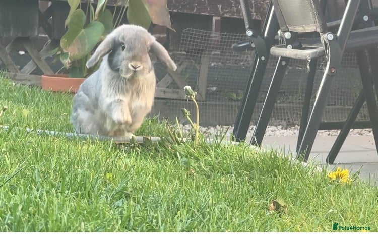 Dwarf Lop rabbits - Advert 3