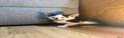 Korat cats for sale: Kittens Looking for Their Forever Homes - Advert 24