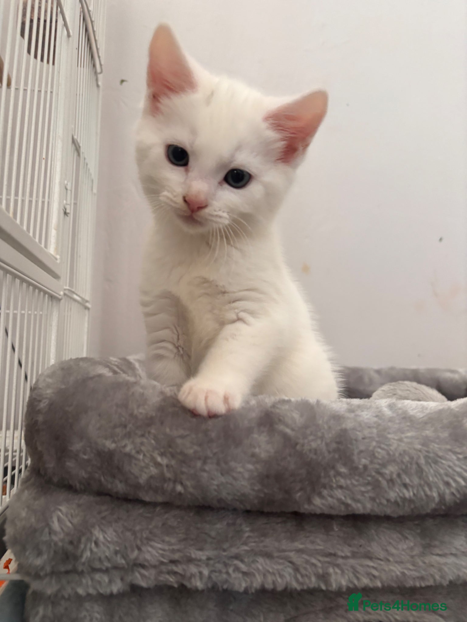 Turkish Angora cats ONE KITTEN BOY LEFT💙 READY NOW - Advert 1