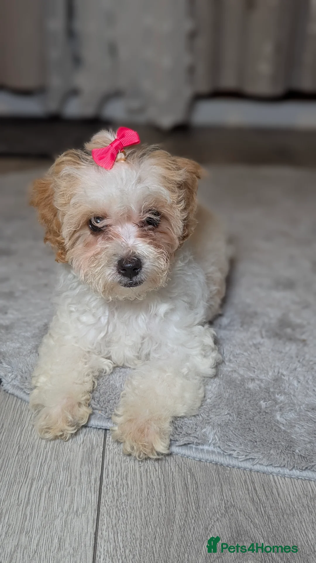 Maltipoo dogs for sale: Olivia M - Advert 15