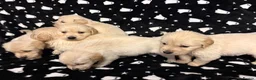 Golden Retriever dogs for sale: Golden Retrievers  - Advert 4