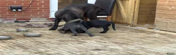 Cane Corso dogs for sale: Rare Solid Black Corso Female | Elite EU Bloodline in Canterbury - Advert 16