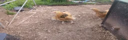 Chickens poultry for sale: Trio buff sussex - Advert 2