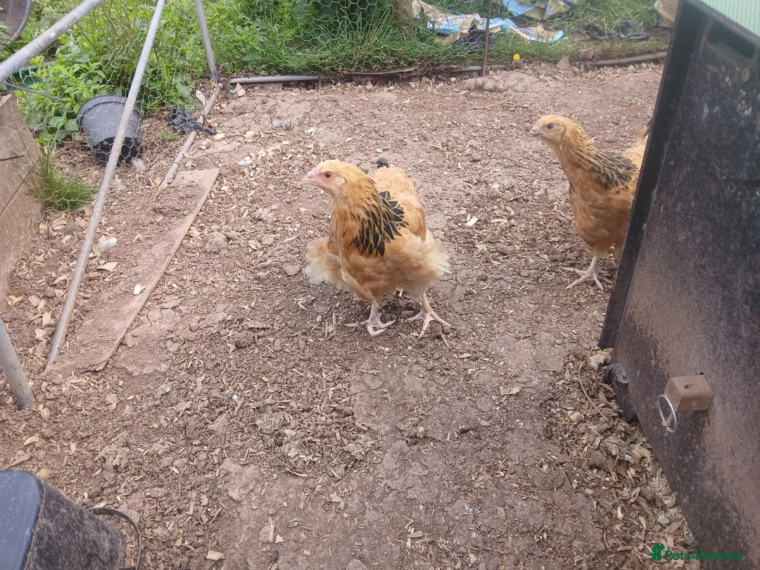 Chickens poultry for sale: Trio buff sussex - Advert 2