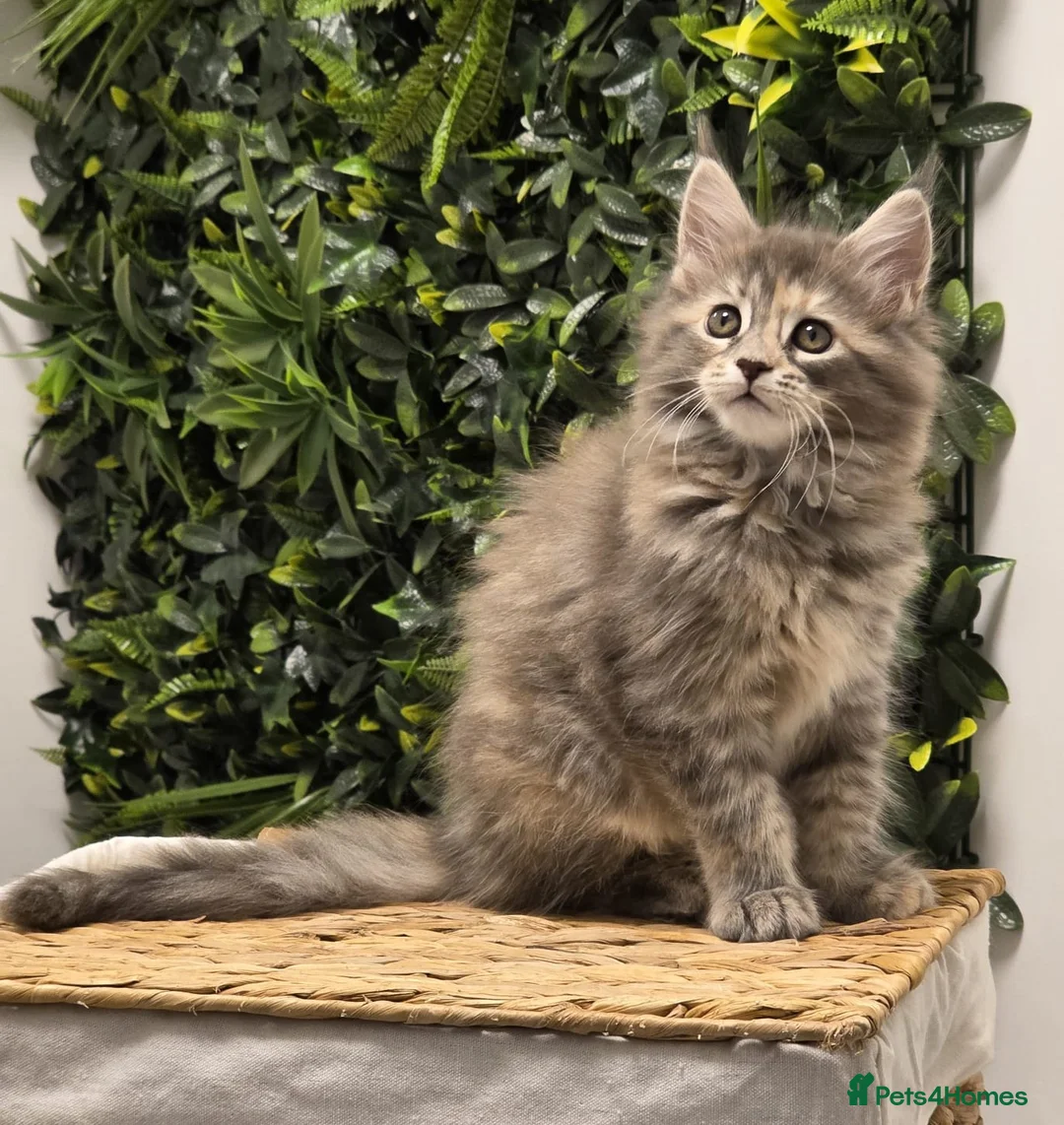 Maine Coon cats for sale: BEAUTIFUL MAINE COON KITTENS - Advert 7
