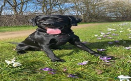 Labrador Retriever dogs for stud: Riley  in Leicester - Image 1