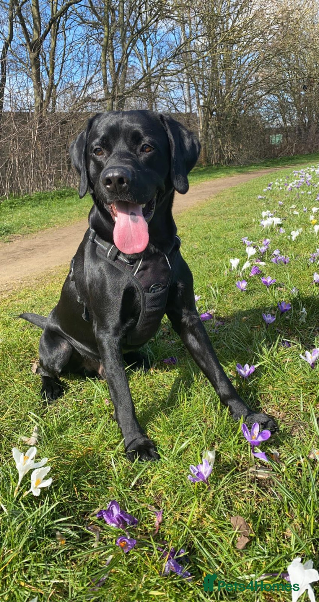 Labrador Retriever dogs for stud: Riley  in Leicester - Image 1