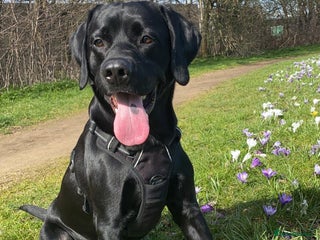 Labrador Retriever dogs in Leicester - Advert 32