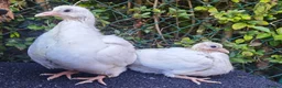 Pigeons birds for sale: Pigeons [Semi Hand-Raised] - Fancy & Racing Breeds - Advert 13