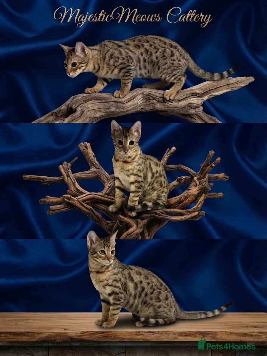 Bengal cats Stunning beautiful bengal kittens TICA registered - Advert 2