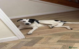 Mixed Breed dogs for adoption: 10 Month Old Clover is looking for a forever home  - Image 3