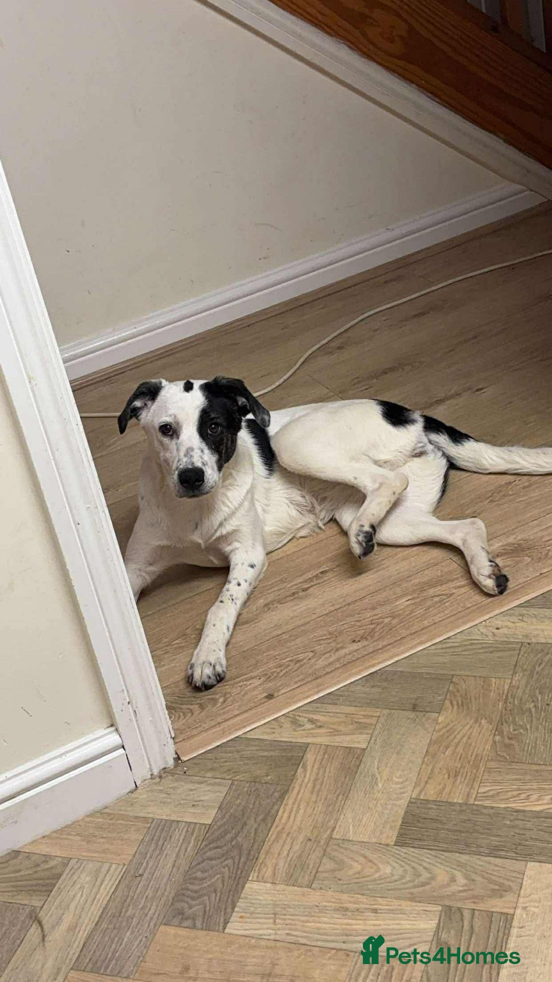 Mixed Breed dogs for adoption: 10 Month Old Clover is looking for a forever home  - Image 3