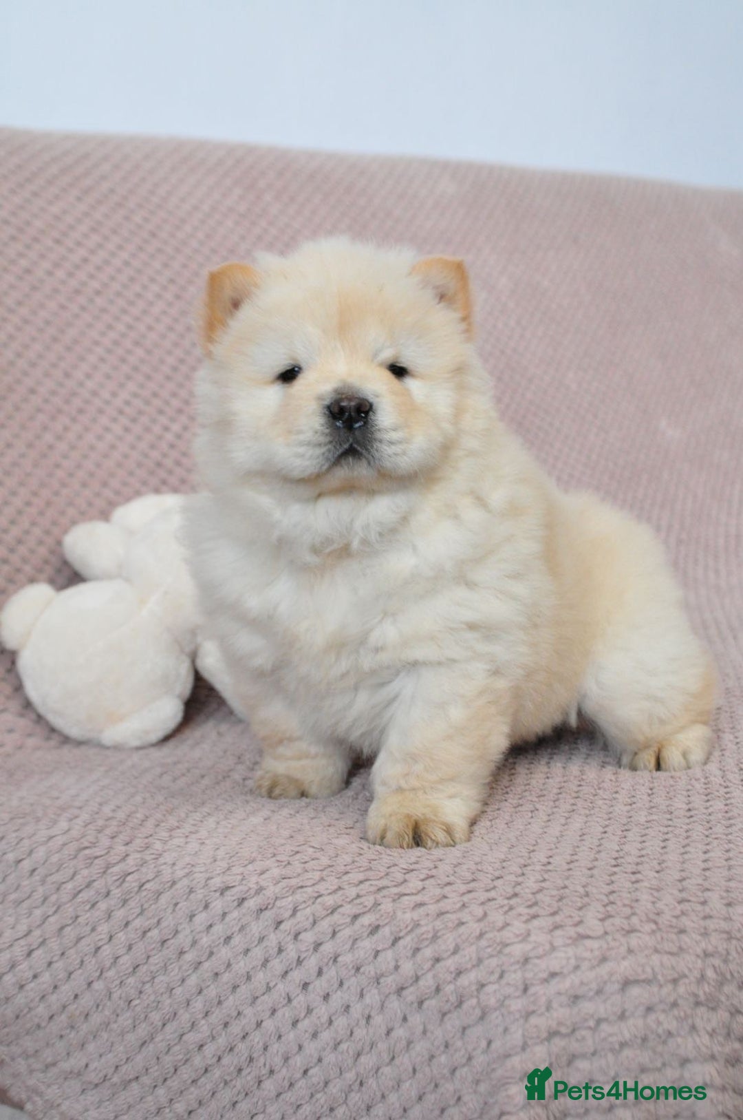 Chow Chow dogs for sale: Pedigree Chow Chow puppies available 🐶 - Advert 15