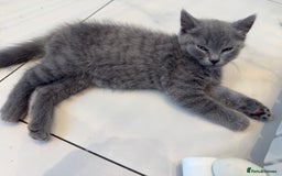 British Shorthair cats for sale: British Blue Shorthair  - Image 3