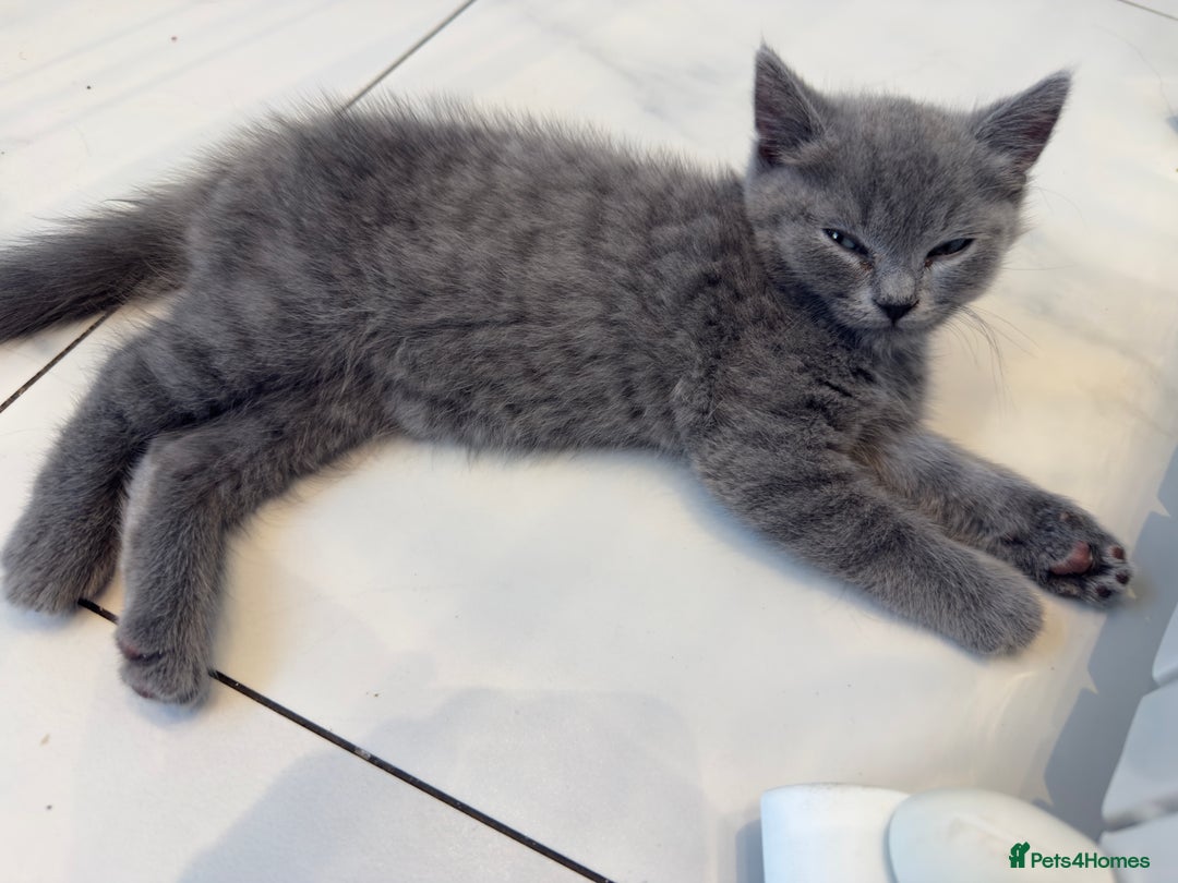 British Shorthair cats for sale: British Blue Shorthair  - Image 3