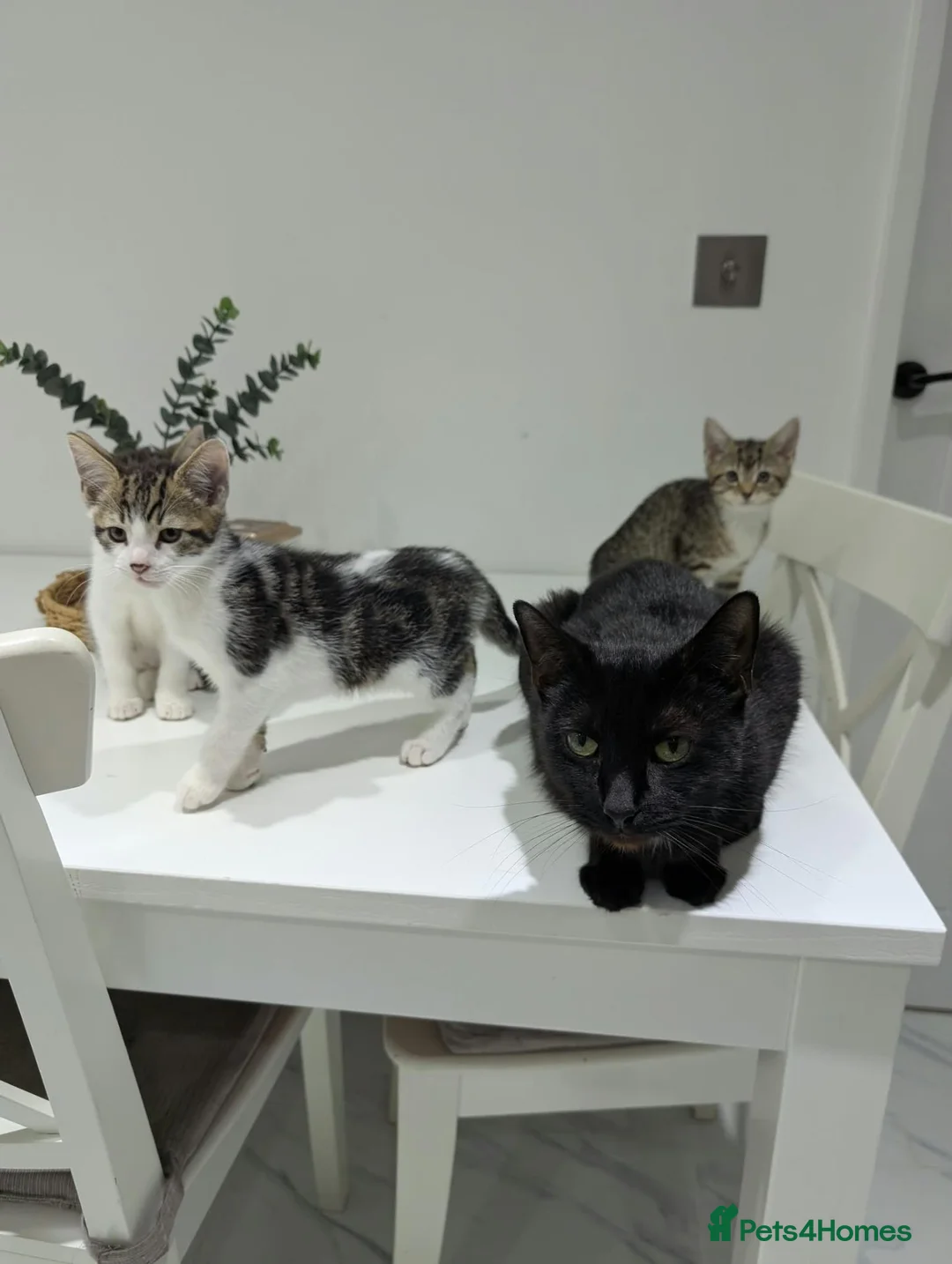 Mixed Breed cats for sale: Kittens for Sale - Advert 2