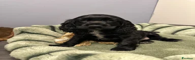 Cocker Spaniel 1