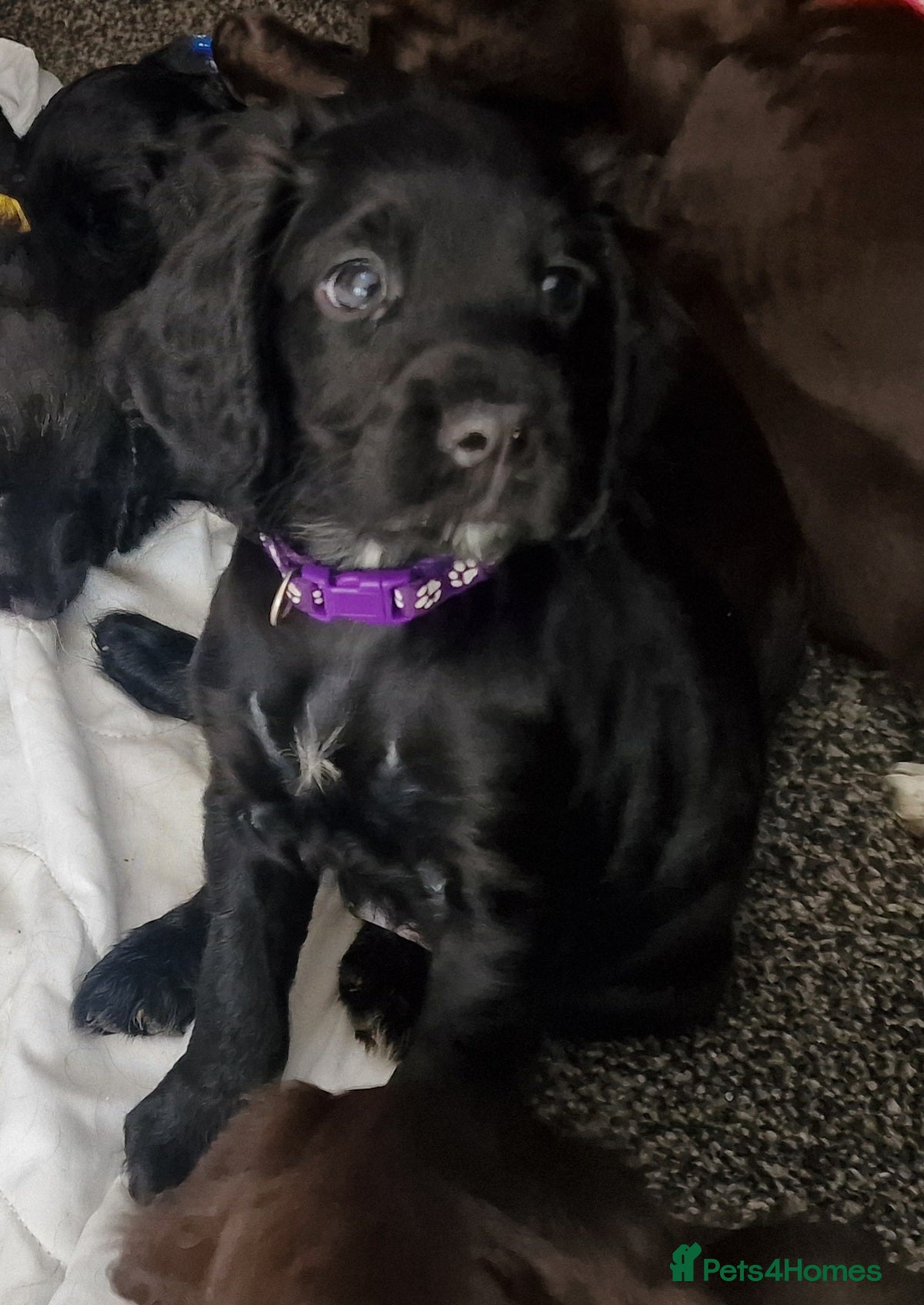 Cocker Spaniel dogs Beautiful Cocker Spaniel pups  - Advert 9