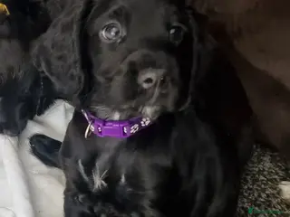 Cocker Spaniel dogs Beautiful Cocker Spaniel pups - Advert 9